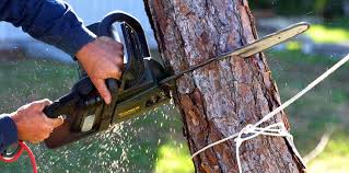 How Our Tree Care Process Works  in  Fairfax, CA