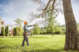 Reliable Fairfax, CA  Tree Services Solutions