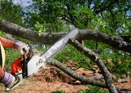 Best Fruit Tree Pruning  in Fairfax, CA