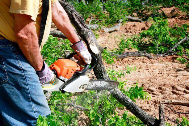 Leaf Removal in Fairfax, CA